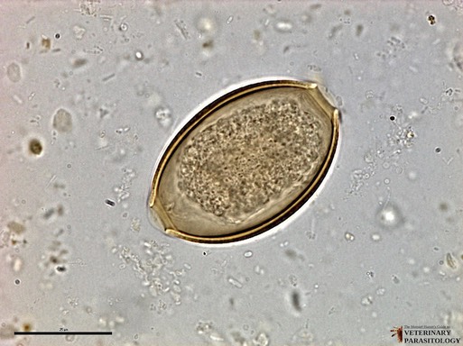 1g-larvated-ancylostoma-and-capillaria-eggs-25-um-logo orig