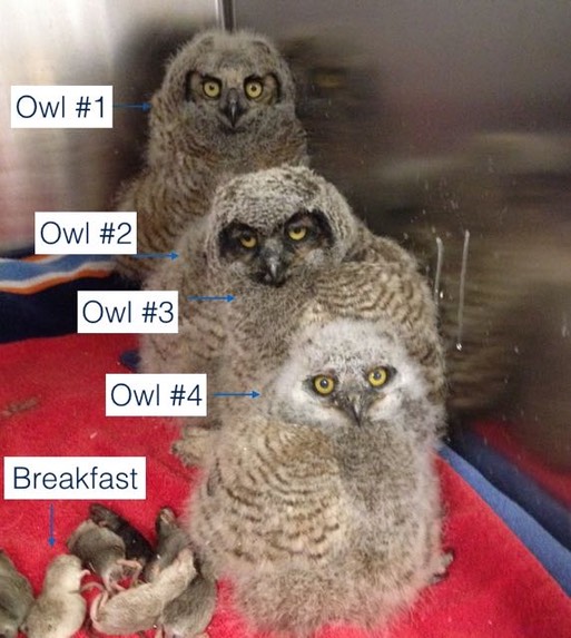 4 Owls.001.jpg