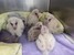 6 baby owls