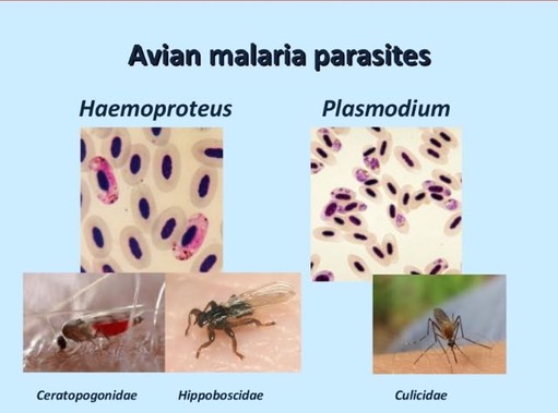 Avian Malaria (1).jpg