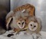 Barn Owl fledges.jpg