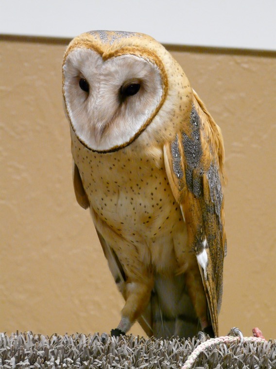 Barn Owl, Helen