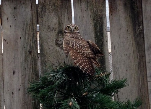 Burowing Owl in tree.jpg