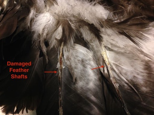 Damaged Tail Feathers.jpg