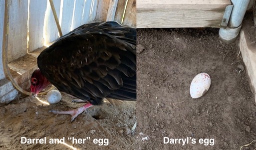 Darrel eggs.001