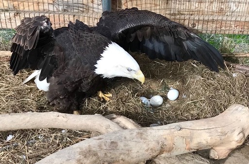 Eagle & 3 eggs