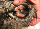 Long-eared Owl ear