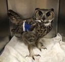 Great Horned Owl, Baker City