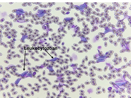 Leukocytozoan.001