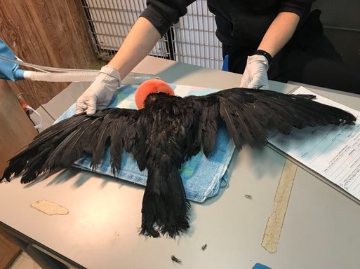 Malnourished Crow