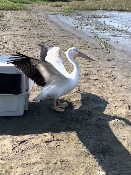 Pelican release 2