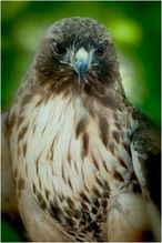 Ruby Red-tailed Hawk
