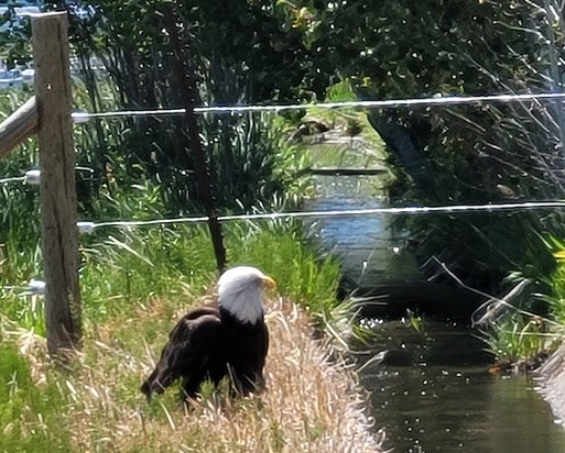 1 Disabled near irrigation ditch