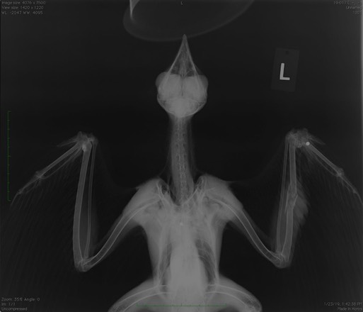 19-017 RTHA head & wings