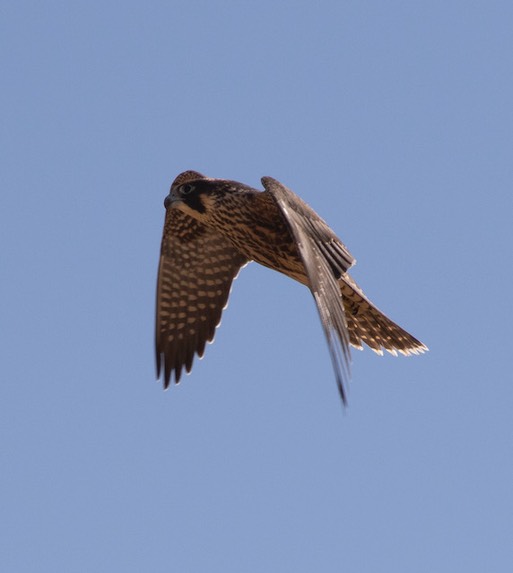 2021 08 28 Peregrine 1