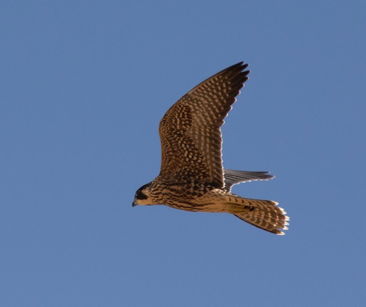 2021 08 28 Peregrine 2