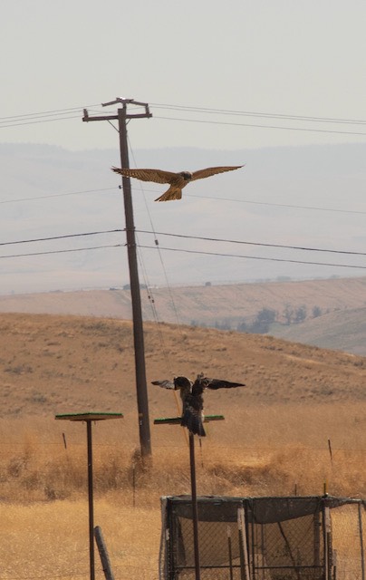 2021 08 28 Swainsons and Peregrine 1