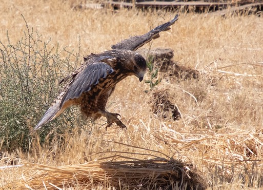 2021 08 28 Swainsons Hawk 2