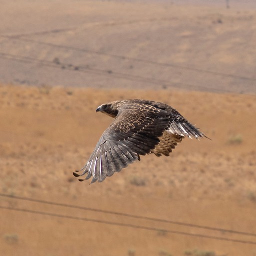 2021 08 28 Swainsons Hawk 3