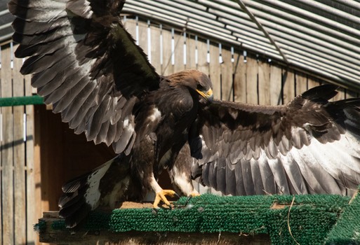 2021 09 06 Golden Eagle 2