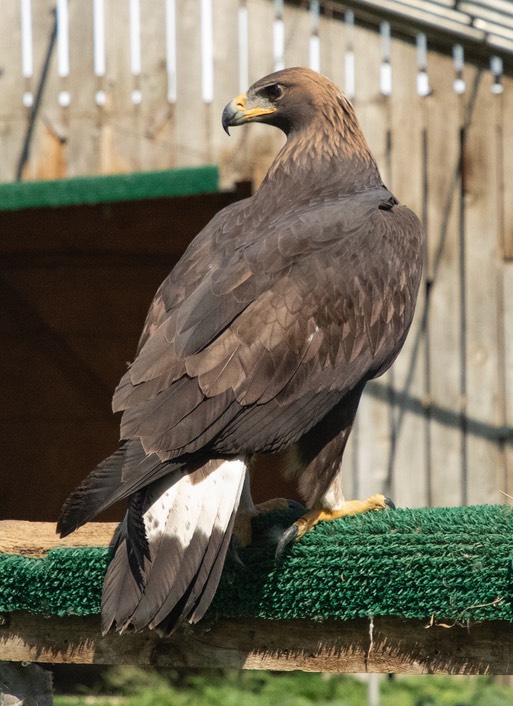 2021 09 06 Golden Eagle 3