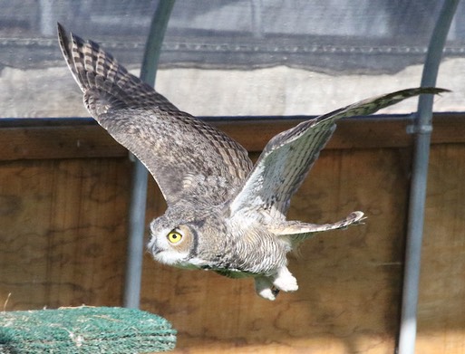 2021 09 29 GHOW flying 1