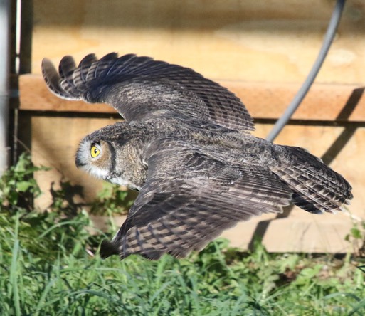 2021 09 29 GHOW flying 2