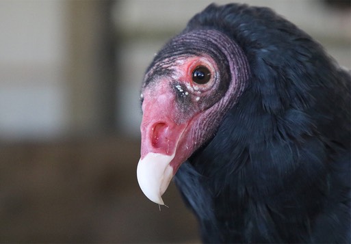 2021 10 16 TV 3 Daryl