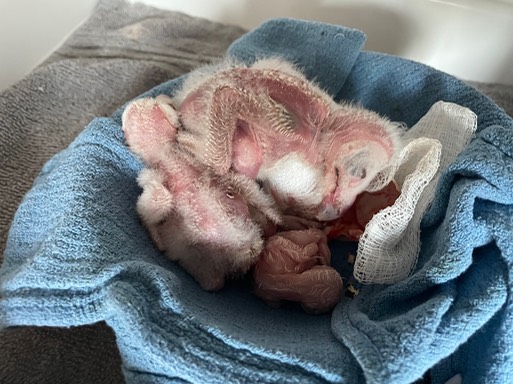 3 more owls plus an egg