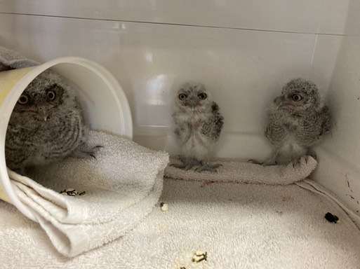 3 Small WESO's 5 days later