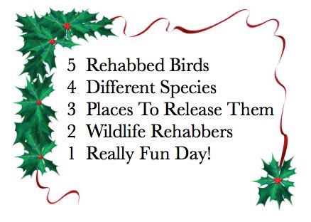 5 Days of Releases.jpg