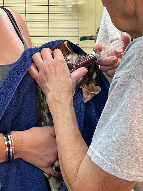 Administering a transfusion