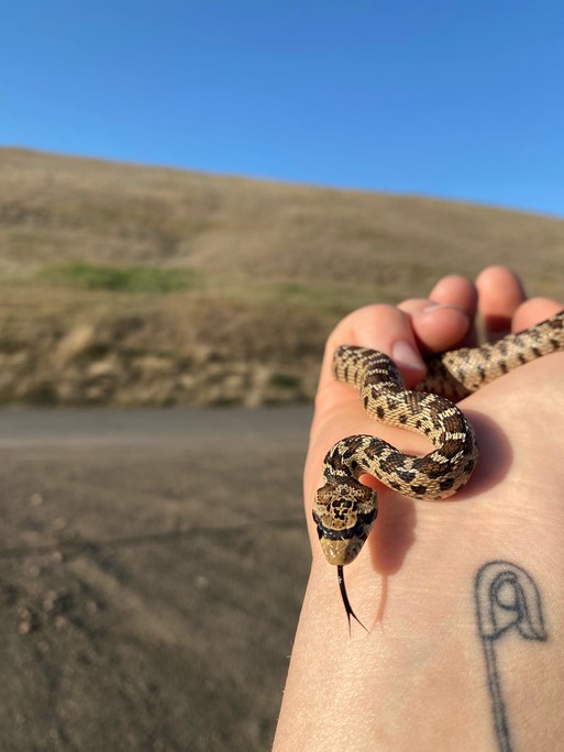 Adrian & gopher snake