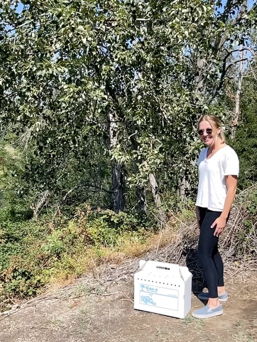 Adrian & Scrub Jay release