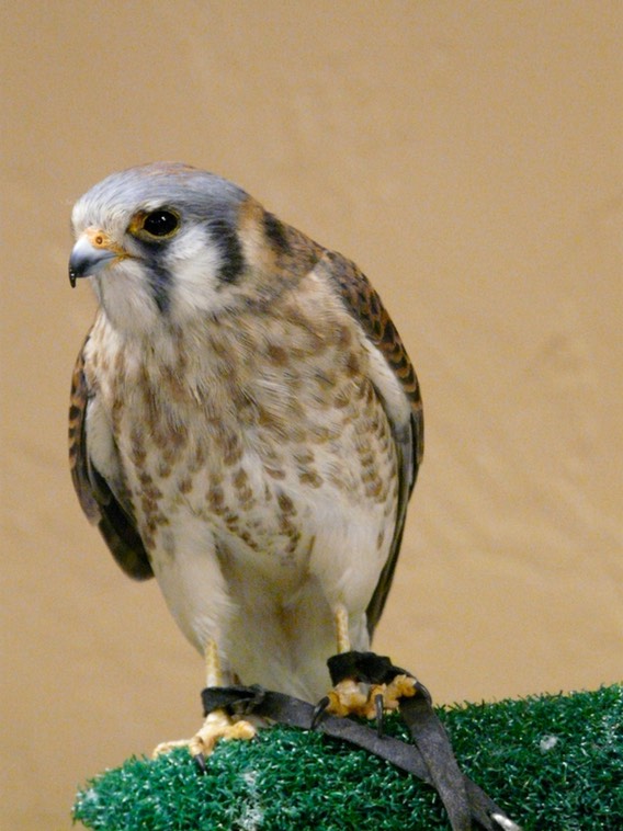 American Kestrel, Yoda