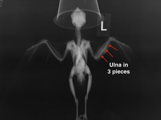 AMKE Burbank rad.001