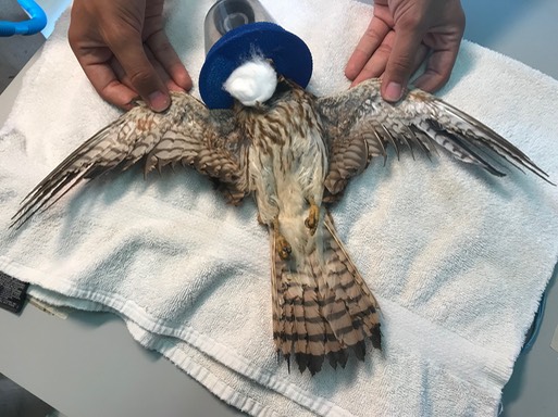 AMKE Singed Feathers