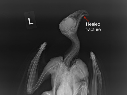 artha 21-010 beak rad.001