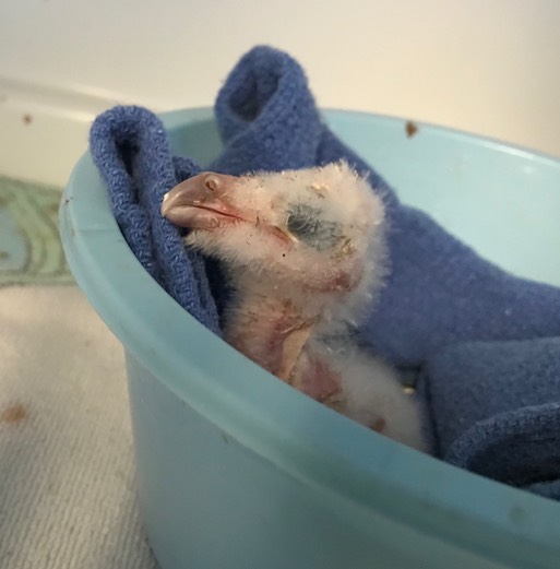 Baby Barn Owl