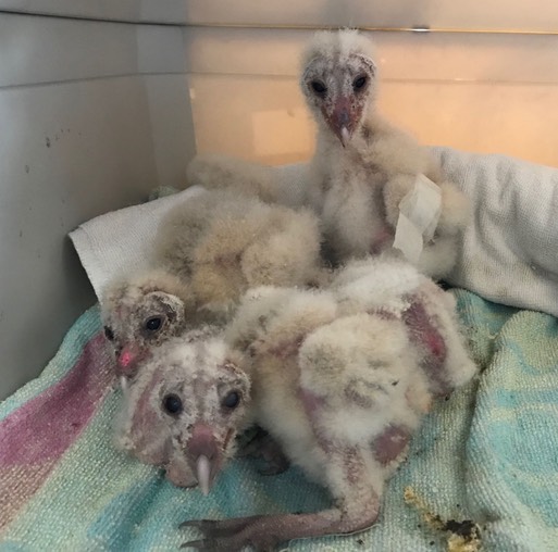 Baby Barn Owls