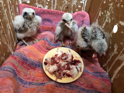 Baby kestrels