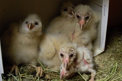 Baby owls