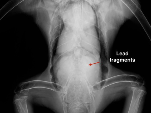 BAEA 20-004 body rad