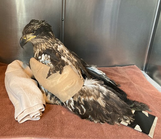 BAEA 20-616 post exam