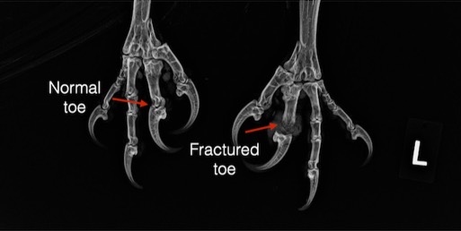 BAEA 22-075 toes (1)