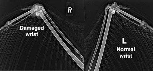 BAEA 22-075 wrists.001 (1)