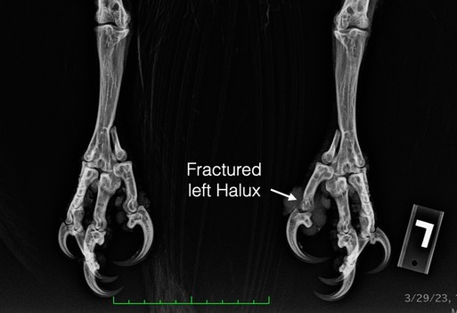 BAEA 23-024 halux rad.001 (1)
