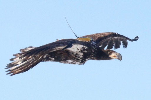 BAEA Release Telemetry