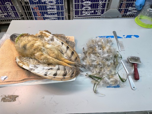 Barn Owl and stickers