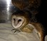 Barn Owl face